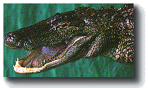 aligator photo