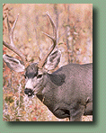 buck photo