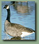goose photo