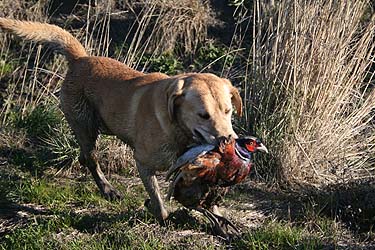 Pheasant Hunting