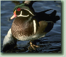 Wood Duck Photo